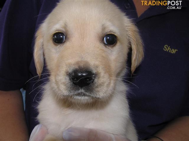 Golden Retriever X Labrador Gold Puppies Puppy Shack Brisbane