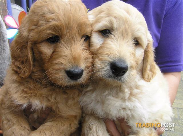 Groodle Puppies at Puppy Shack Brisbane for sale in ...