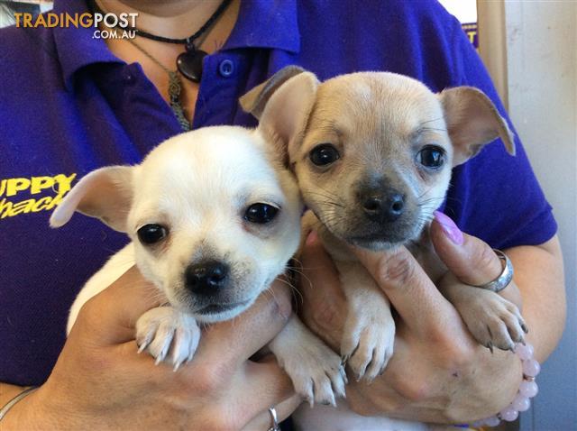 Chihuahua (Short coat) Puppies at Puppy Shack Brisbane for