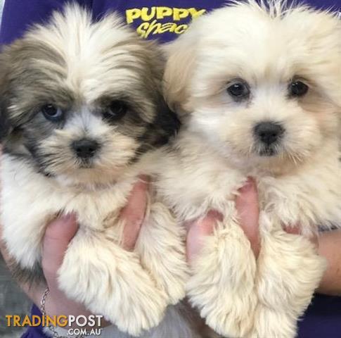 shih tzu x lhasa apso puppies for sale