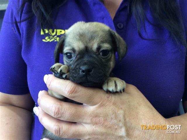 pug x maltese pug x maltese mug puppies at puppy shack brisbaneo733566319 for sale in brisbane qld pug x maltese pug x maltese mug puppies at puppy shack brisbaneo733566319 for sale in brisbane qld