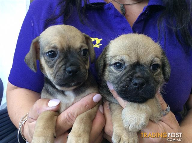 pug dogs for sale brisbane pug x maltese mug puppies at puppy shack brisbane for sale in brisbane qld pug x pug dogs for sale brisbane pug x maltese mug puppies at puppy shack brisbane for sale in brisbane qld pug x