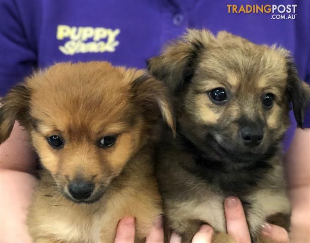 Pomeranian x Moodle Puppies at Puppy Shack Brisbane for ...