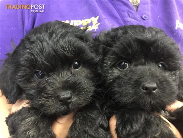 Maltese x Toy Poodle (Moodle) Puppies at Puppy Shack ...