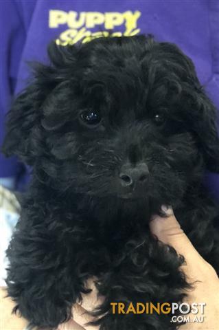 Maltese x Toy Poodle (Moodle) Puppies at Puppy Shack Brisbane for sale ...