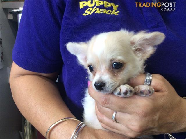 Chihuahua Puppies at Puppy Shack Brisbane for sale in