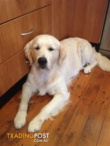 golden retriever breeders nsw golden retriever puppies for sale in manly nsw golden retriever puppies golden retriever breeders nsw golden retriever puppies for sale in manly nsw golden retriever puppies