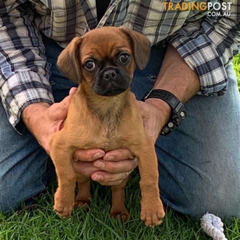 Beautiful Pugalier Puppy