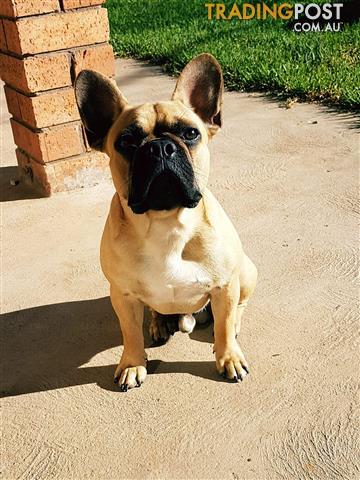 purebred french bulldog puppies for sale