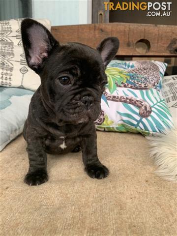 French Bulldog Pups Carrying Long Hair