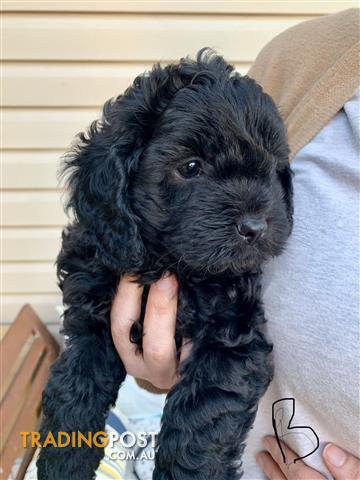 cavoodle plush toy