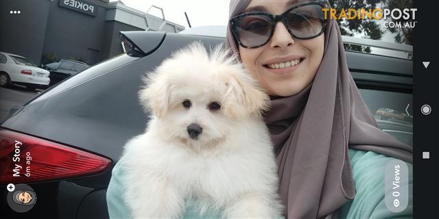 japanese spitz x poodle