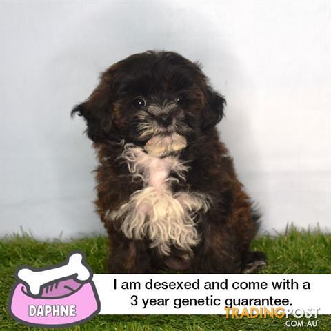 Shmoodle-Puppies-for-Sale