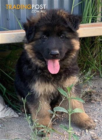 long haired german shepherd puppies