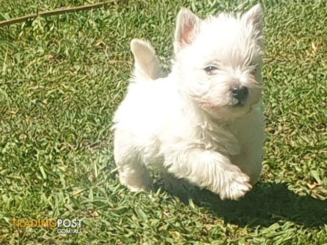 west highland white terrier puppies near me
