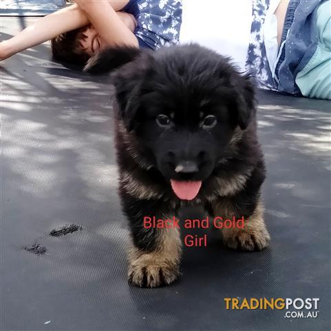 63+ Black Long Haired German Shepherd Puppies For Sale