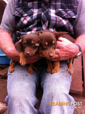 purebred red kelpie pups for sale