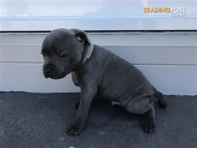 blue english staffy pups for sale