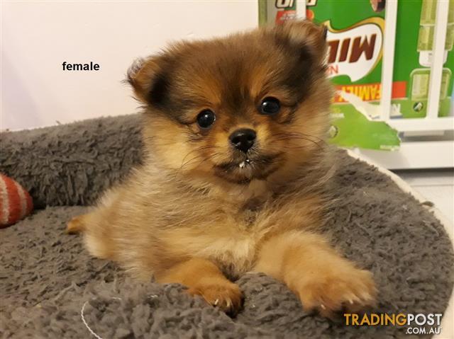 Puppies-for-sale-Perth-WA