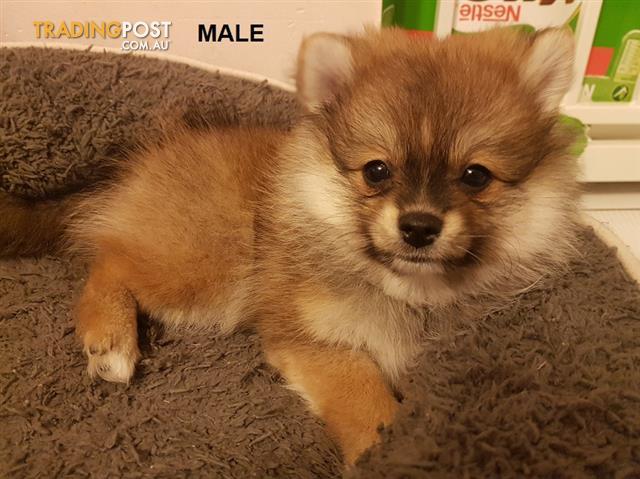 Find Pomeranian Puppies For Sale In Australia   WYGP Boxed640x480 