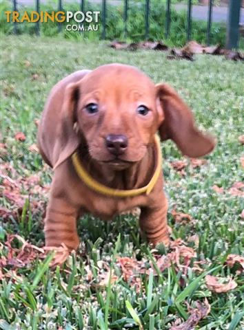 Miniature Short Haired Dachshund Puppies