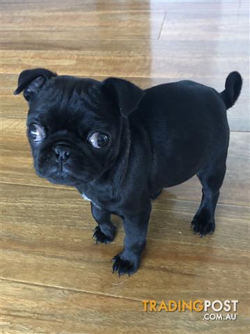 real pug puppies for sale