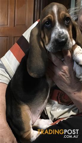 hound dogs for sale near me