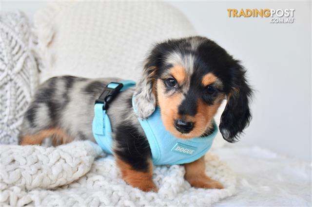 Mini-Dachshund-Puppies-Long-Haired-Pure 