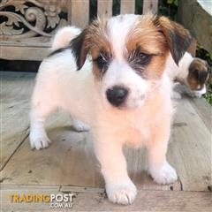 Jack Russell Find Classifieds In Vic Australia