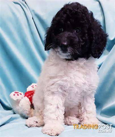 77+ Poodle Puppy Black And White