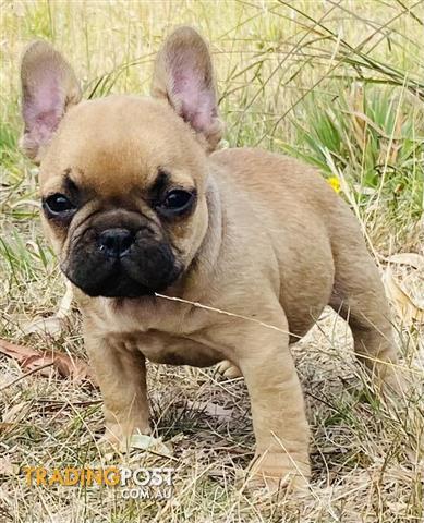 Find French Bulldog puppies for sale in Australia