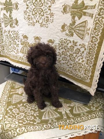 dark chocolate poodle