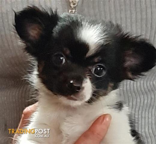 Pure Chihuahua Tiny Puppies 2 Males Long Hair Teacup Chihuahua