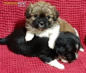 Toy Poodle Find Poodle Toy Classifieds In Nsw Australia