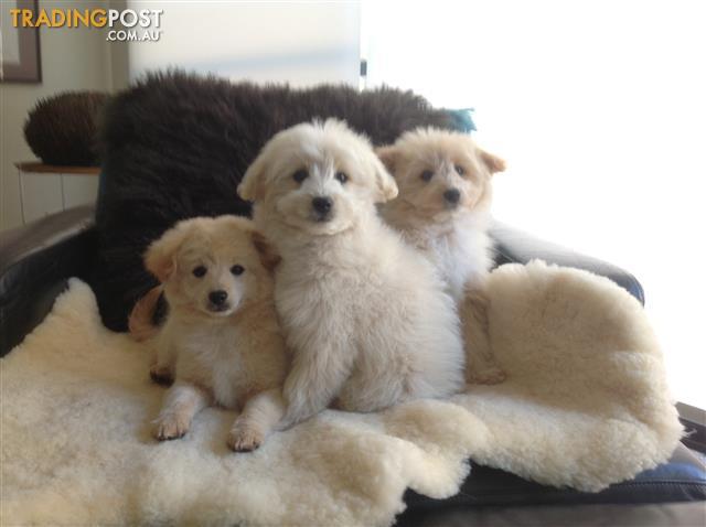 Japoodle puppies for sale japoodle-puppies-for-sale