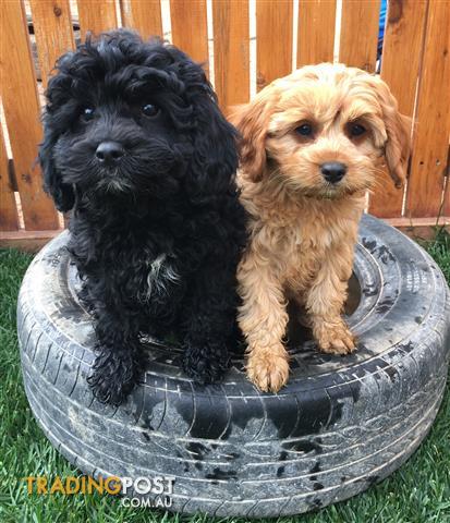 cavoodle cavalier x toy poodle