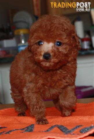 teacup toy poodle for sale