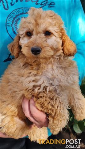 cavoodle