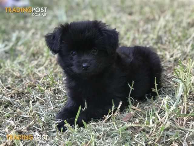 Pomeranian Puppies For Sale In Llandilo Nsw Pomeranian Puppies Pomeranian Puppy Pomeranian Puppy For Sale Cute Pomeranian