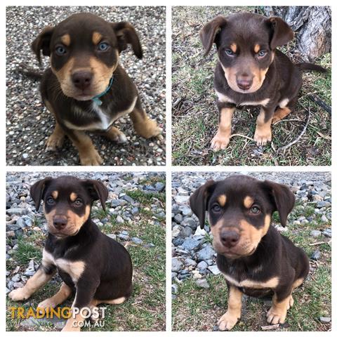 Pure-Red-Kelpie-puppies-for-sale