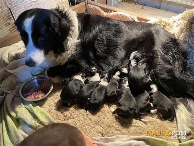 puppies Find classifieds in NSW, Australia