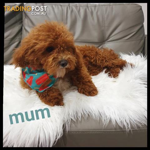 cavoodle