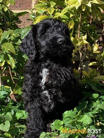 Labradoodle Male Puppy