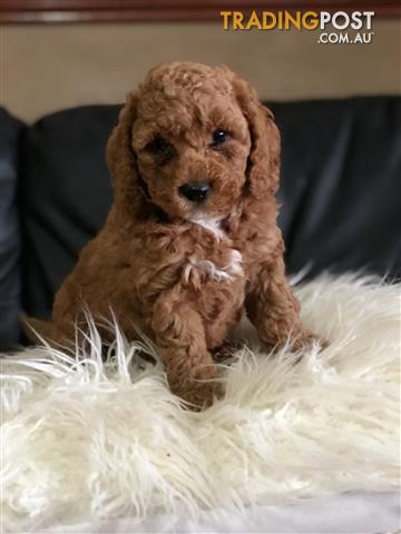 Red-cavoodle-puppy-ready-for-his-new-lovely-home