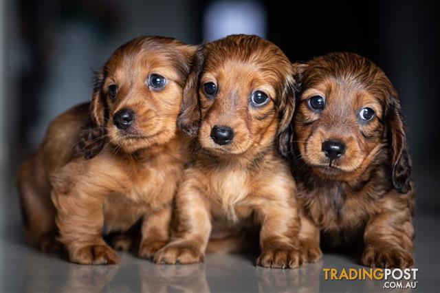 home of dachshund puppies