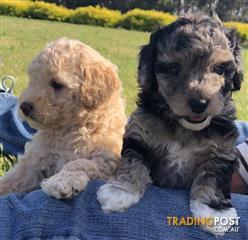 puppies victoria trading post