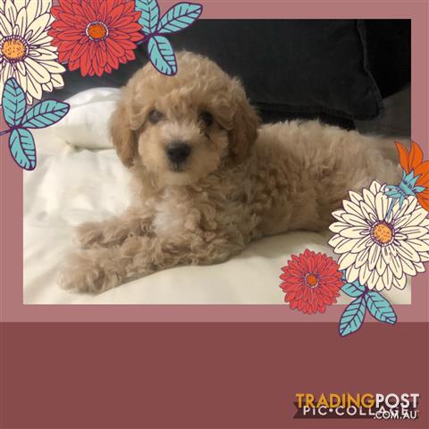 micro toy poodle