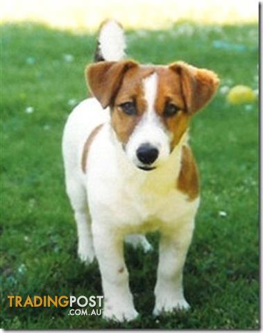 Jack Russell Female Puppy Wanted