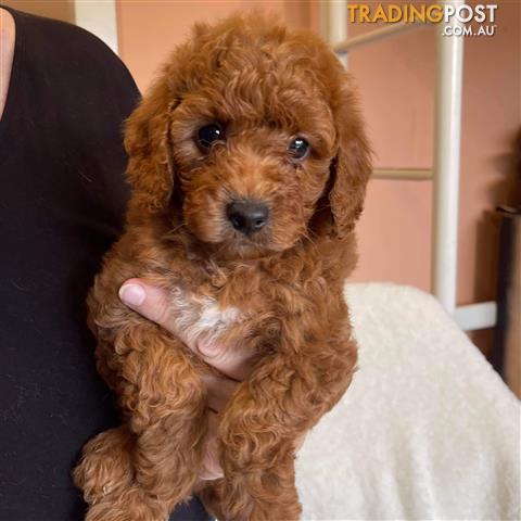 First-Generation-Female-Toy-Cavoodle-Puppy-Zahli