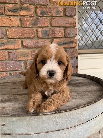 red toy cavoodle